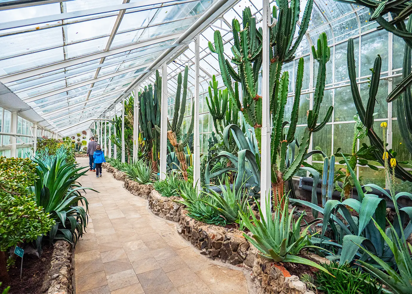 Palmiarnia Wałbrzych